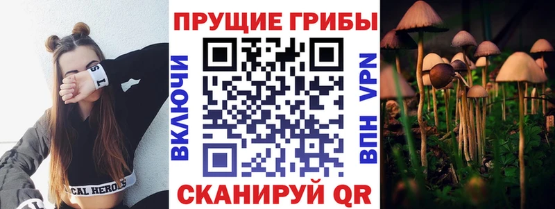 Купить где  Нариманов  Галлюциногенные грибы Psilocybe 